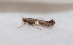 Caloptilia stigmatella