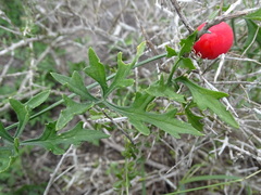Ibervillea tenuisecta