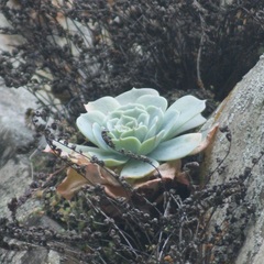 Echeveria secunda