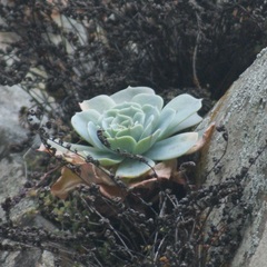 Echeveria secunda