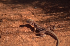 Ctenophorus isolepis