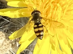 Metasyrphus