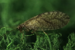 Micromus angulatus
