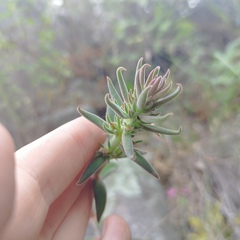 Echeveria coccinea