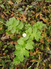 Macrachaenium gracile