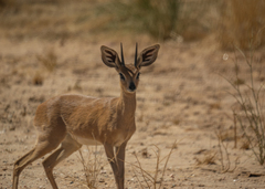 Raphicerus campestris
