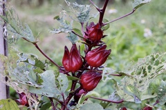 Hibiscus sabdariffa