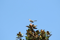 Mimus polyglottos