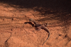 Ctenophorus isolepis