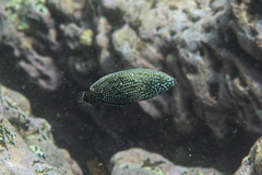 Anampses caeruleopunctatus