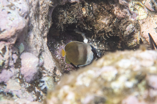 Blacklip Butterflyfish