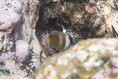 Chaetodon kleinii