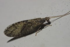 Micromus angulatus