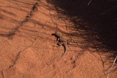 Ctenophorus isolepis