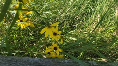 Rudbeckiinae