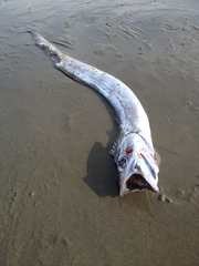 Lepidopus caudatus