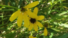 Rudbeckiinae