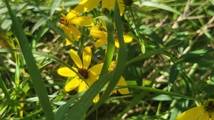 Rudbeckiinae