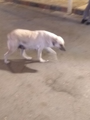 Canis familiaris