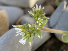Cerastium glomeratum