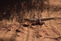 Ctenophorus isolepis