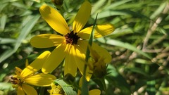 Rudbeckiinae