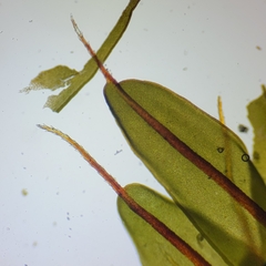 Encalypta rhaptocarpa