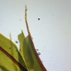 Encalypta rhaptocarpa