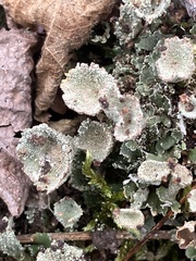 Cladonia chlorophaea