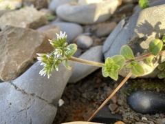 Cerastium glomeratum