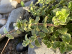 Cerastium glomeratum