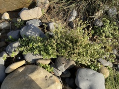 Cerastium glomeratum