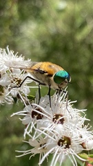 Scaptia auriflua