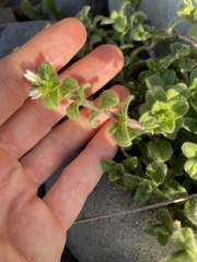 Cerastium glomeratum