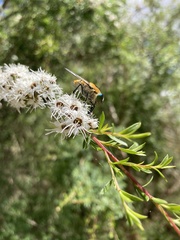 Scaptia auriflua