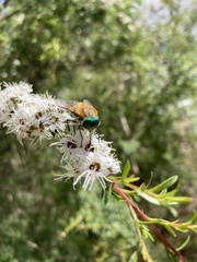 Scaptia auriflua