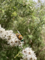 Scaptia auriflua