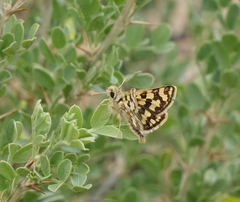 Carterocephalus argyrostigma