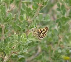 Carterocephalus argyrostigma