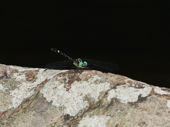 Austrogomphus prasinus