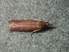 Emmalocera