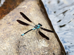 Diphlebia euphoeoides