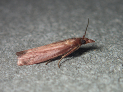 Emmalocera