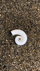 Spirula spirula