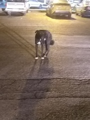 Canis familiaris