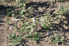 Solanum juvenale