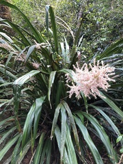 Helmholtzia glaberrima