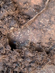 Pheidole pilifera