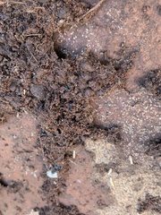 Pheidole pilifera