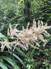 Helmholtzia glaberrima